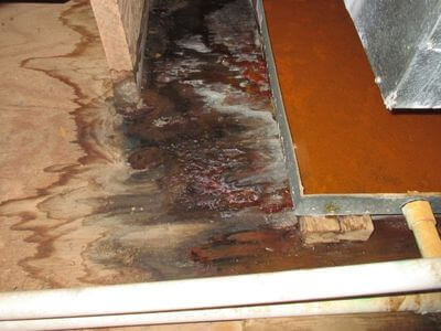 About New Lenox Mold Specialist - mold removal experts in New Lenox, IL